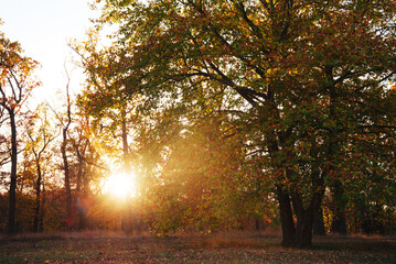 Naklejka premium Amazing autumn park (forest) with colorful trees and sunlight. autumn natural background