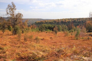 in the forest