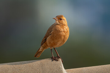 Rufous Hornero (Furnarius rufus), João-de-barro