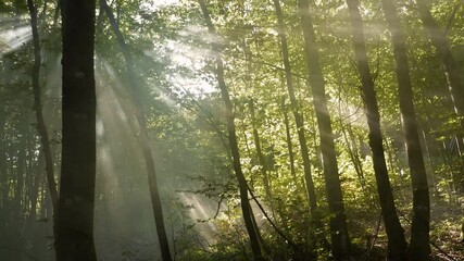 LENS FLARE: Gentle sunbeams filter through thick canopy of green beech trees. Soft light and long shadows stretch across the deciduous forest and perform a stunning play on an early autumn morning.