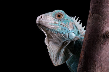 Grand Cayman Blue Iguana, Cyclura Lewisi, close-up of a head iguana
