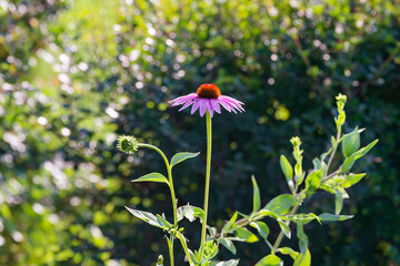The popular Purple Coneflower, (Echinacea purpurea), blooms profusely for up to two months in mid...