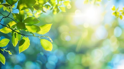 vibrant spring or summer sky with strong sunlight filtering through green tree leaves nature background
