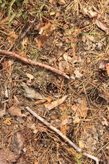 Ground in a coniferous forest, top-down view. Pine bark and vegetation on the forest floor. Natural background