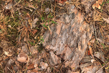 Ground in a coniferous forest, top-down view. Pine bark and vegetation on the forest floor. Natural background