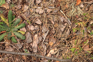 Ground in a coniferous forest, top-down view. Pine bark and vegetation on the forest floor. Natural background