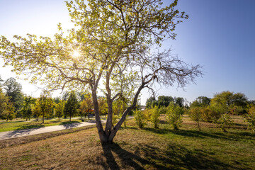 A tree with a lot of leaves is in a field