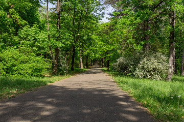 A path through a forest with trees and bushes