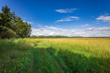 Naklejka premium A serene display of nature unfolds as golden grass sways gently in the breeze, bordered by lush trees under a vibrant blue sky.