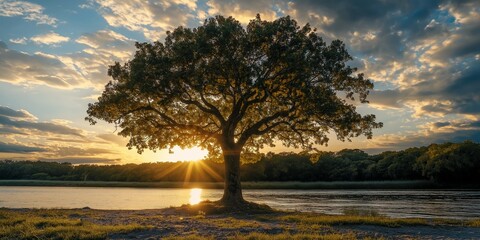 A solitary tree stands by a serene lake at sunset, embodying peace and resilience amidst a beautiful natural setting.