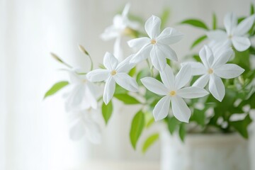 Fototapeta premium Blooming white jasmine flowers in pot the window