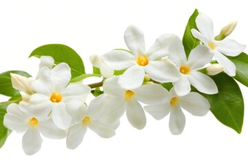 Obraz premium Elegant white jasmine flowers blooming with green leaves