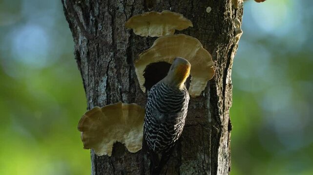 Bird cleaning nest hole. Woodpecker from Costa Rica, Hoffmann's woodpecker, Melanerpes hoffmannii,  bird in the nature habitat, Costa Rica. Animal nesting behaviour. Tree with fungus polypore, bird.