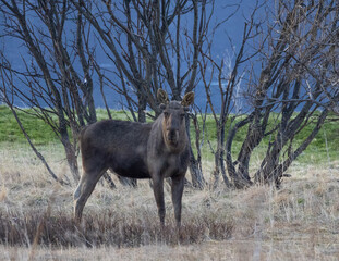 Moose looking at camera right before sunrise