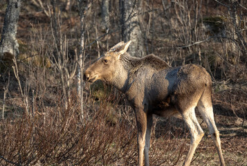 Moose calf in morning sun