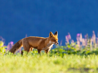 Red fox running across a field, with shadowcast moutnain in the background, backlit by early morning sun 