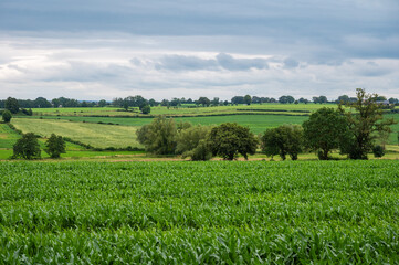 Green hills and meadows at the Belgian countryside with the Chateau Thor in the background,...