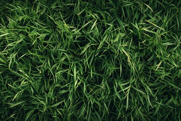 Obraz premium Top View of Green Grass Texture, Seamless Pattern. AI generated illustration