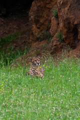 Cheetah in search of his next catch