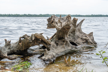 Big snag of fallen trunk old tree in the river. Plant has rotted over time and broken in water. Decomposition and destruction of tree in long time. Gray wood nature texture. Wild dead hollow log.