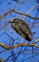 yellow crowned night heron