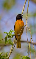 Baltimore oriole