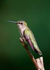 ruby-throated hummingbird