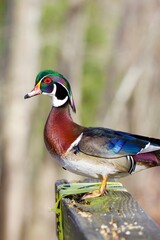 Wood duck