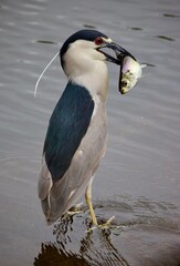 Black crowned night heron
