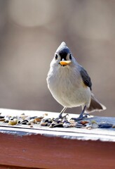 titmouse with peanut