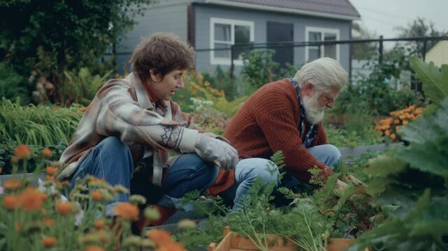 Young woman and elderly man sitting together in vegetable garden near their house, harvesting carrots and turnips and having conversations outdoors on autumn day