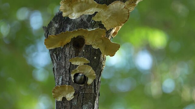 Bird cleaning nest hole. Woodpecker from Costa Rica, Hoffmann's woodpecker, Melanerpes hoffmannii,  bird in the nature habitat, Costa Rica. Animal nesting behaviour. Tree with fungus polypore, bird.