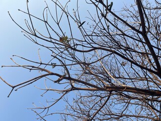 Galhos de árvore sem folhas