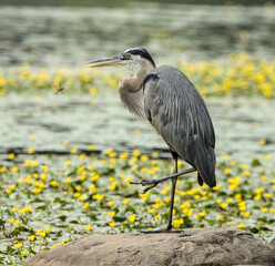 great blue heron sat on rock in a pond with yellow lilly flowers in bloom on water (beautiful large bird) feathers close up wildlife photography (prospect park brooklyn new york city)