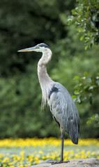 great blue heron sat on rock in a pond with yellow lilly flowers in bloom on water (beautiful large bird) feathers close up wildlife photography (prospect park brooklyn new york city)