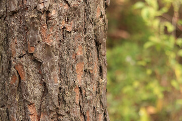 Pine tree, bark close-up. Close-up of pine bark in the forest for a natural background. Nature....