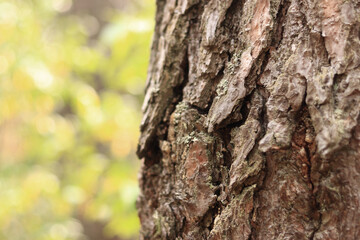 Pine tree, bark close-up. Close-up of pine bark in the forest for a natural background. Nature. Details. Focus on pine tree trunk with blurred background