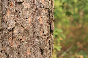 Obraz premium Pine tree, bark close-up. Close-up of pine bark in the forest for a natural background. Nature. Details. Focus on pine tree trunk with blurred background