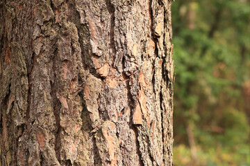 Pine tree, bark close-up. Close-up of pine bark in the forest for a natural background. Nature. Details. Focus on pine tree trunk with blurred background