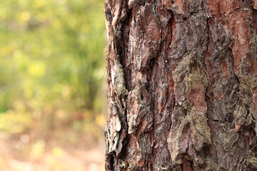 Pine tree, bark close-up. Close-up of pine bark in the forest for a natural background. Nature. Details. Focus on pine tree trunk with blurred background