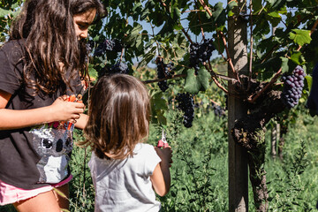 two children harvesting grapes on sunny day, elder one helping smaller one