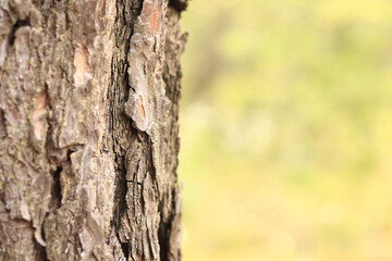 Pine tree, bark close-up. Close-up of pine bark in the forest for a natural background. Nature. Details. Focus on pine tree trunk with blurred background