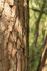 Pine tree, bark close-up. Close-up of pine bark in the forest for a natural background. Nature. Details. Focus on pine tree trunk with blurred background
