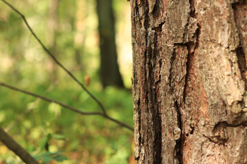 Pine tree, bark close-up. Close-up of pine bark in the forest for a natural background. Nature. Details. Focus on pine tree trunk with blurred background