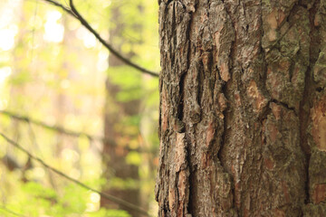 Pine tree, bark close-up. Close-up of pine bark in the forest for a natural background. Nature. Details. Focus on pine tree trunk with blurred background