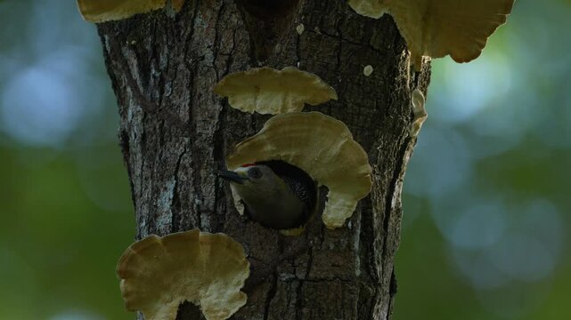 Bird cleaning nest hole. Woodpecker from Costa Rica, Hoffmann's woodpecker, Melanerpes hoffmannii,  bird in the nature habitat, Costa Rica. Animal nesting behaviour. Tree with fungus polypore, bird.