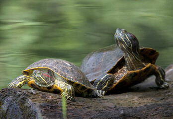 Obraz premium red ear slider turtles on a log in a lake (prospect park pond brooklyn new york animals reptile wildlife) beautiful nature urban park green water summer view