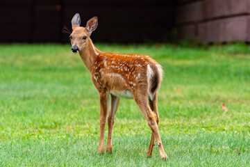 Fawn in Grass