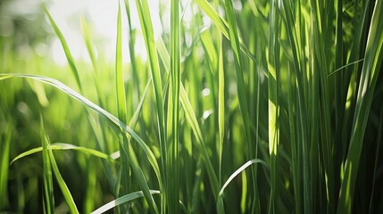   A close-up of lush green grass illuminated by golden sunlight The grass in the background softly blurred due to its distance from the camera's focus
