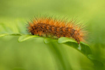 Phragmatobia fuliginosa caterpillar